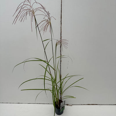 Prachtriet (Miscanthus 'Malepartus')