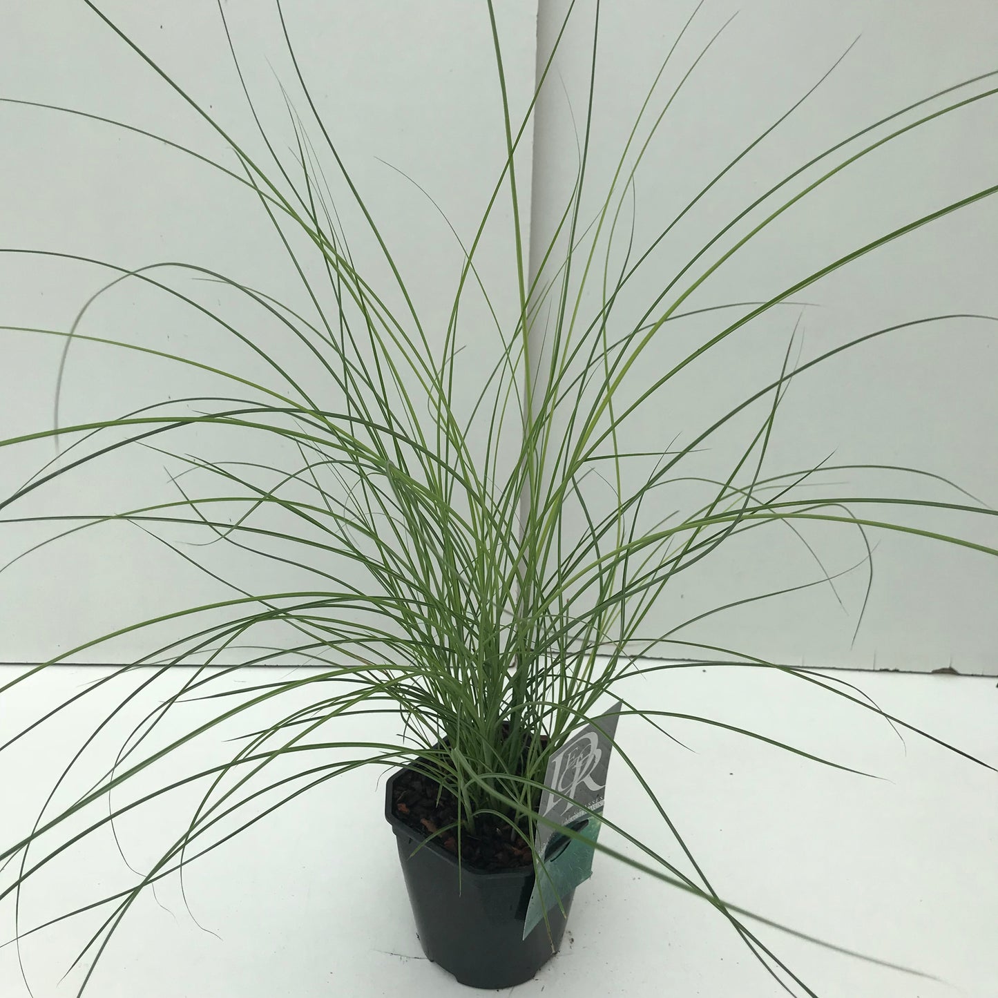 Prachtgriet (Miscanthus  sinensis 'Gracillimus') - Tuinplanten