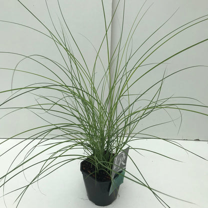 Prachtgriet (Miscanthus  sinensis 'Gracillimus') - Tuinplanten