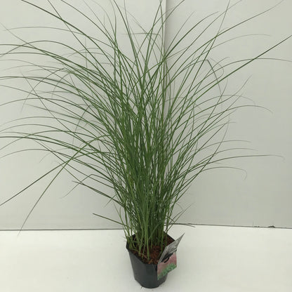 Prachtgriet (Miscanthus sinensis 'Red Chief') - Tuinplanten