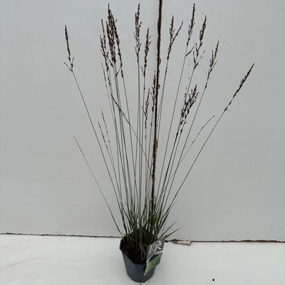 Pijpestrootje (Molinia 'Edith Dudszus')