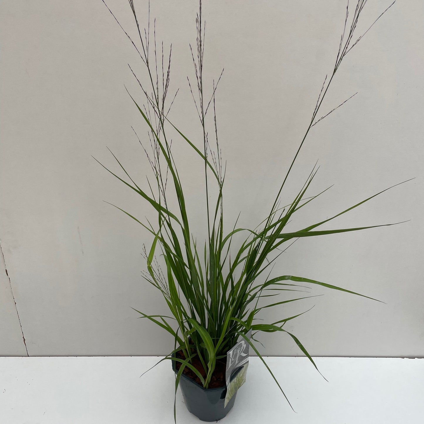 Pijpestrootje (Molinia 'Transparant') - Pijpestrootje