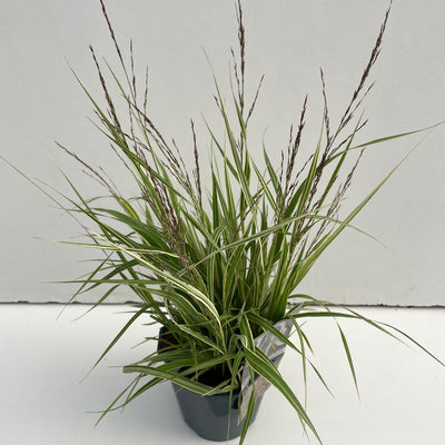 Pijpestrootje (Molinia 'Variegata')