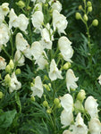 Monnikskap (Aconitum napellus 'Album') - Tuinplanten