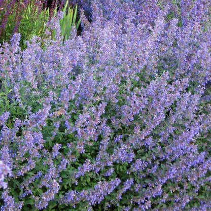 Borderpakket kleurrijke bodembedekkers (1,5m2) - Tuinplanten