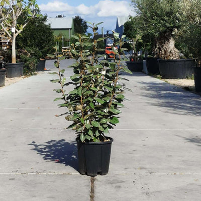 Saule olivier (Elaeagnus ebbingei 'Compacta')