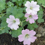 Ooievaarsbek (Geranium 'Dreamland')