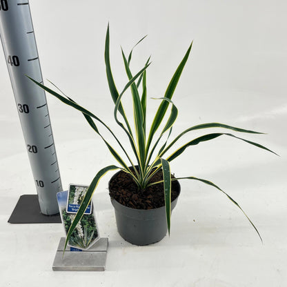 Palmlelie (Yucca filamentosa 'Bright Edge') - Exotische planten