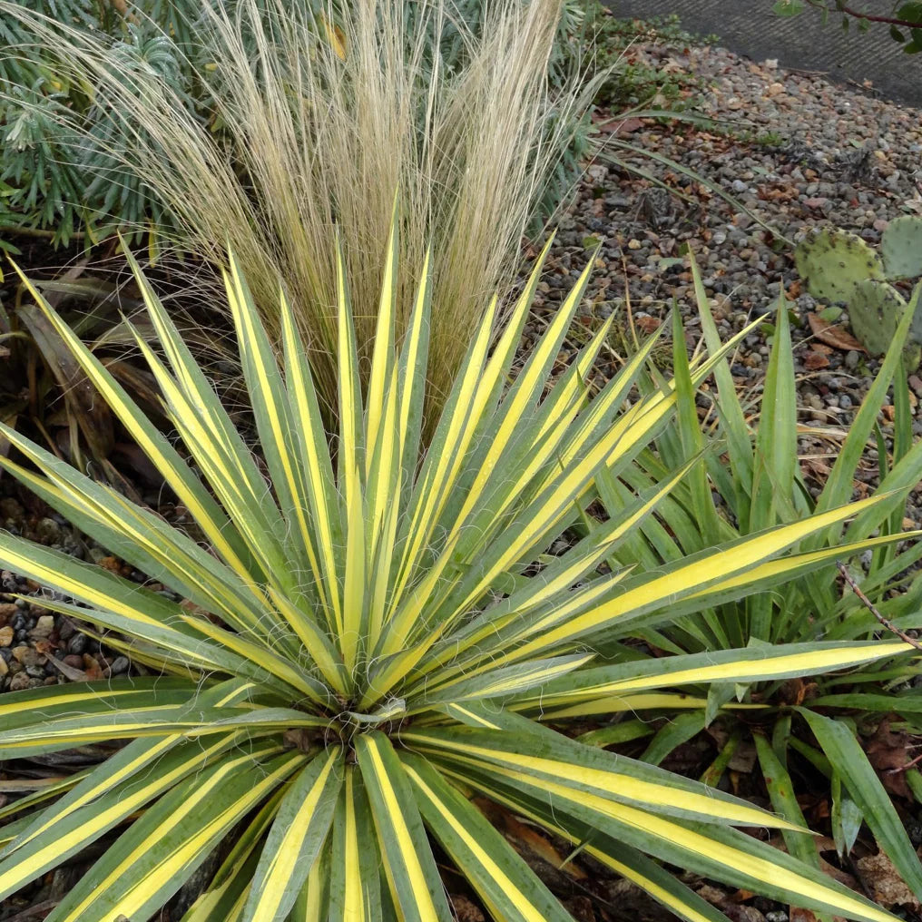 Palmlelie (Yucca filamentosa 'Color Guard') - Exotische planten