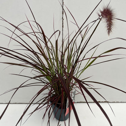 Lampepoetsersgras (Pennisetum 'Fireworks') - Lampepoetsersgras