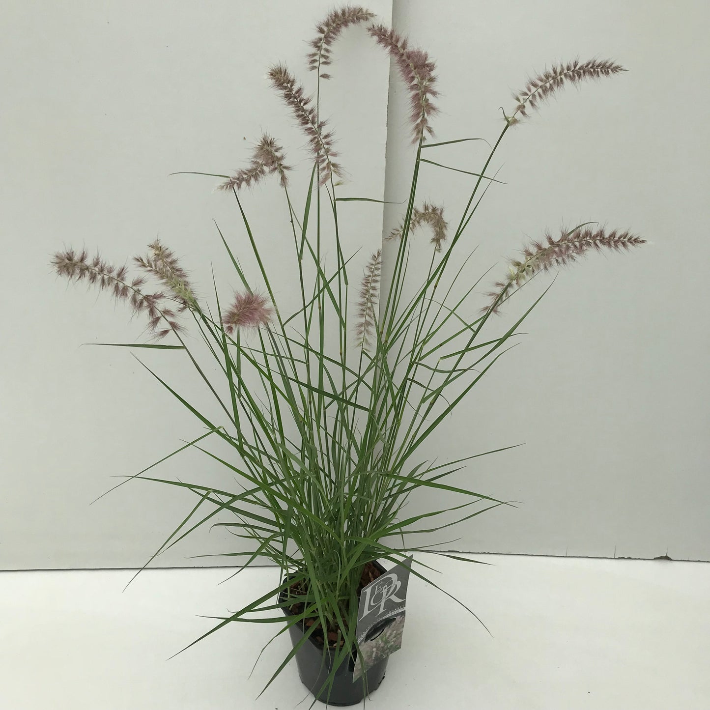 Lampepoetsersgras (Pennisetum 'Karley Rose') - Lampepoetsersgras