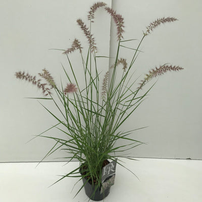 Lampepoetsersgras (Pennisetum 'Karley Rose')