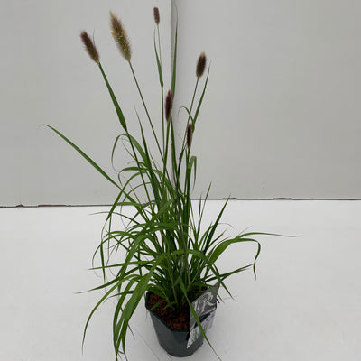 Lampepoetsersgras (Pennisetum 'Red Bunny Tails')