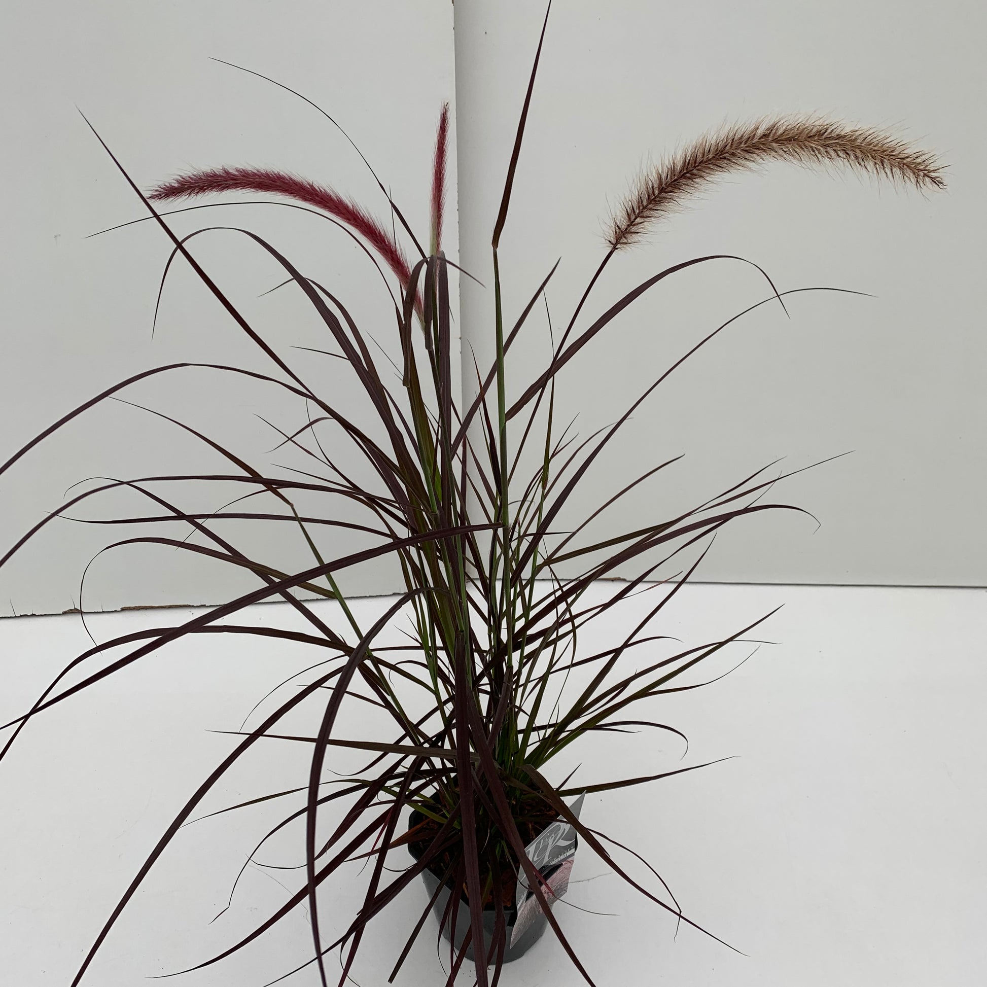 Lampepoetsersgras (Pennisetum 'Rubrum') - Lampepoetsersgras