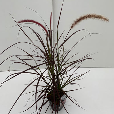 Lampepoetsersgras (Pennisetum 'Rubrum')