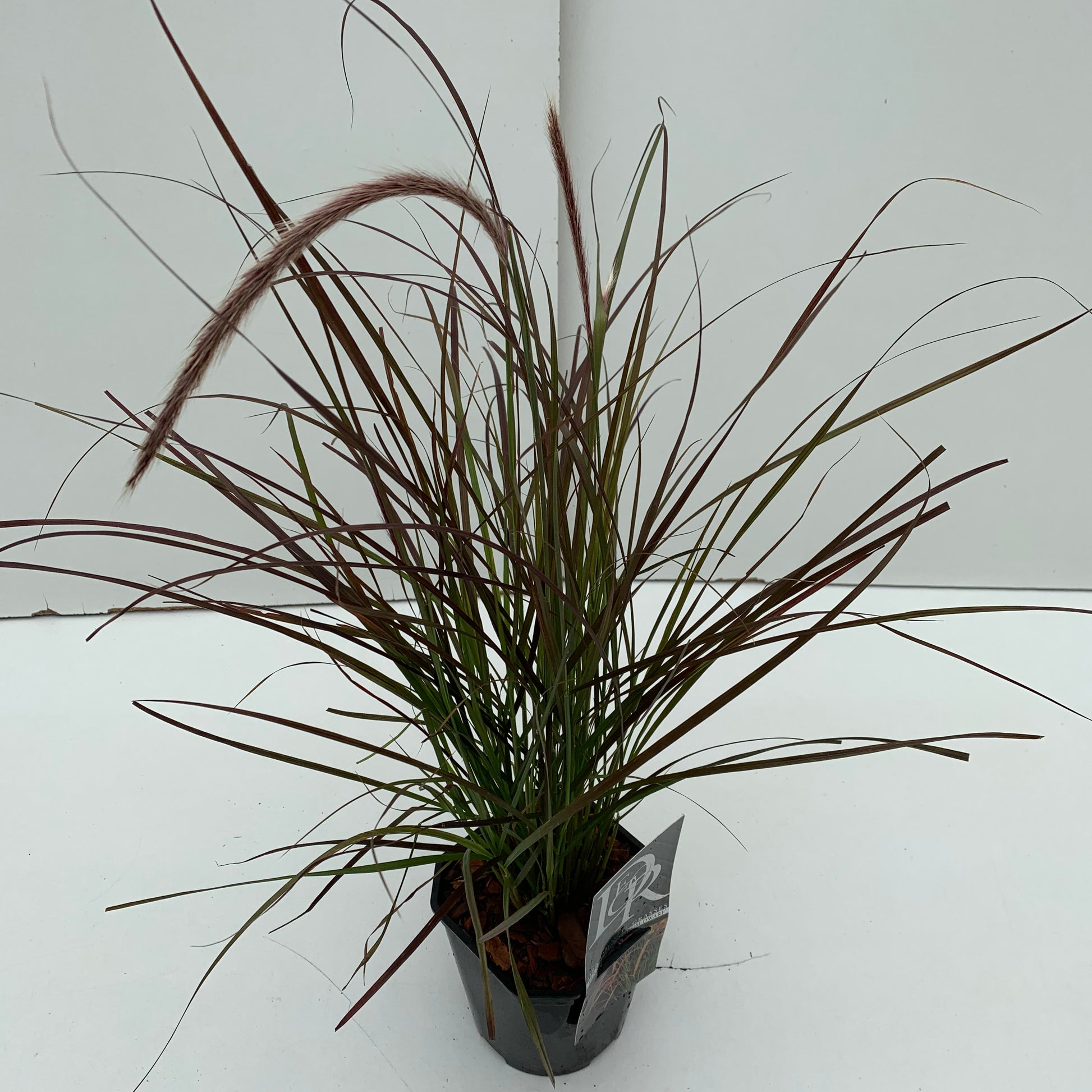 Lampepoetsersgras (Pennisetum 'Rubrum Dwarf') - Lampepoetsersgras