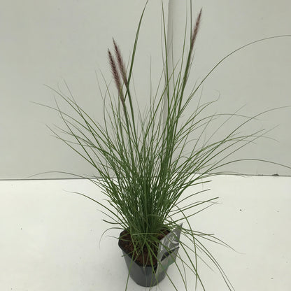 Lampepoetsersgras (Pennisetum 'Rupelli') - Lampepoetsersgras