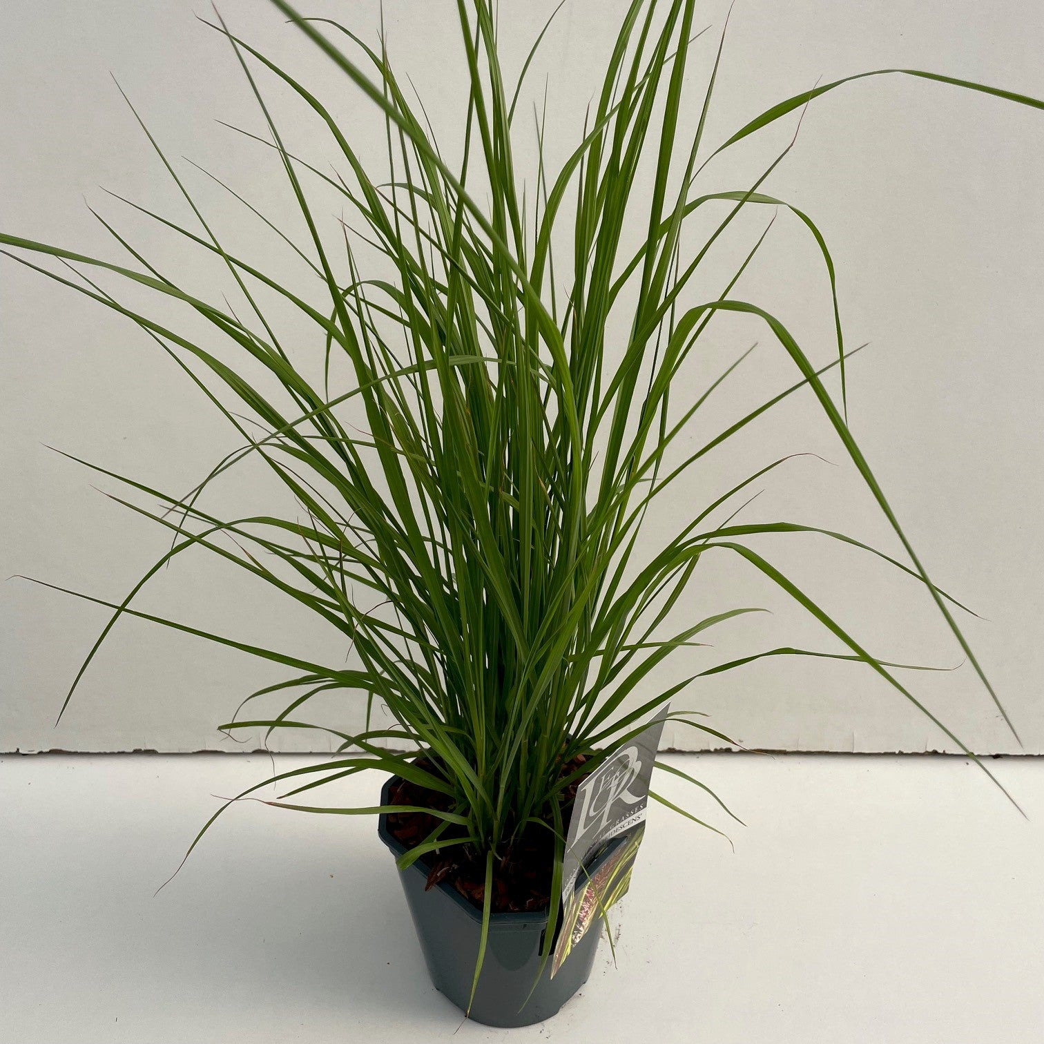 Lampepoetsersgras (Pennisetum 'Viridescens') - Lampepoetsersgras