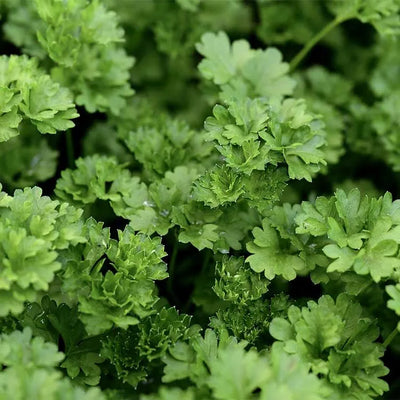 Peterselie (Petroselinum crispum)