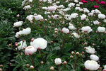 Pioenroos (Paeonia (L) 'Duchesse de Nemours') - Tuinplanten