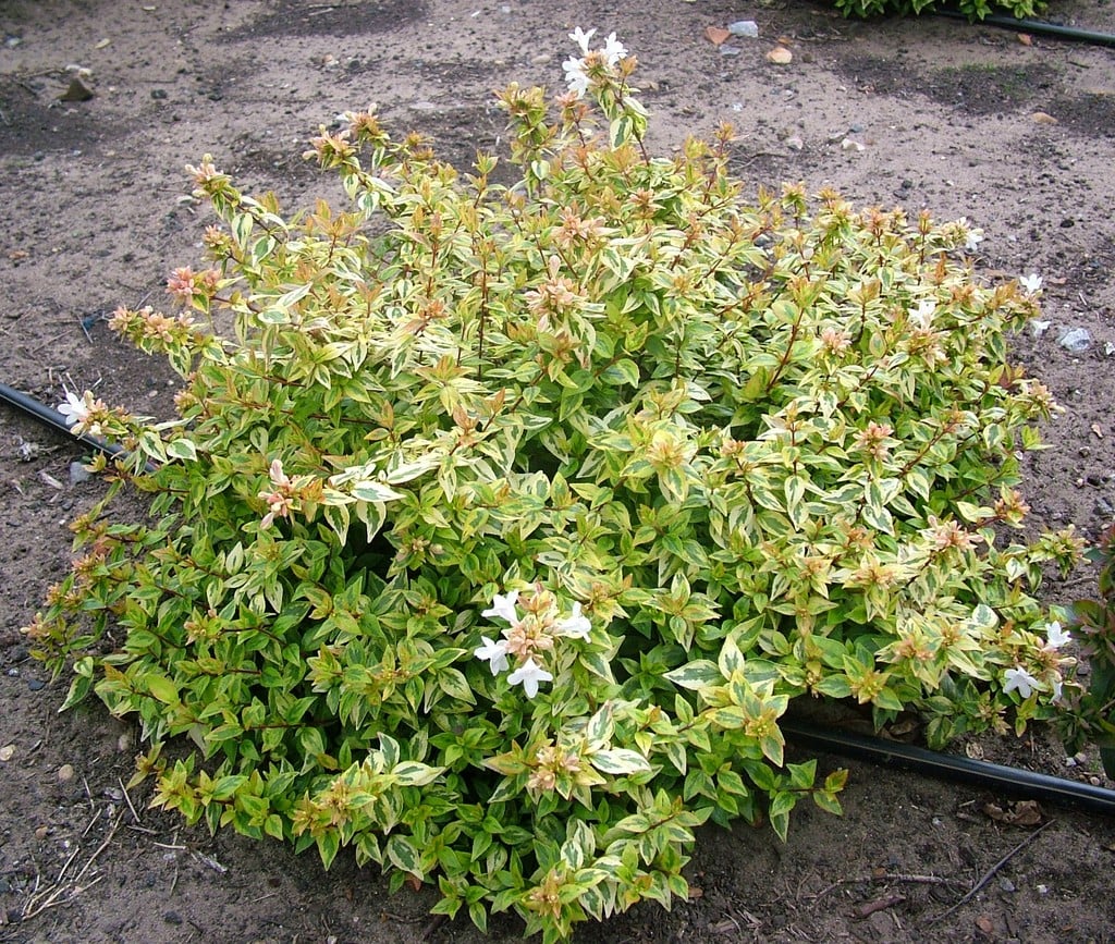 Abelia (Abelia 'Kaleidoscope’ PBR) - Heesters
