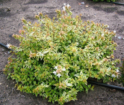 Abelia (Abelia 'Kaleidoscope’ PBR) - Heesters