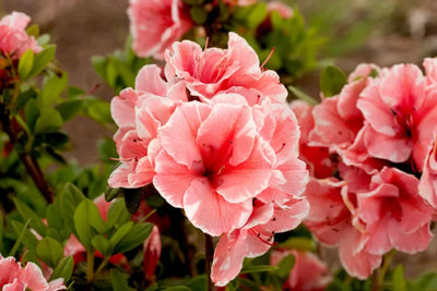 Rhododendron (Rhododendron ENCORE® Autumn Starburst)