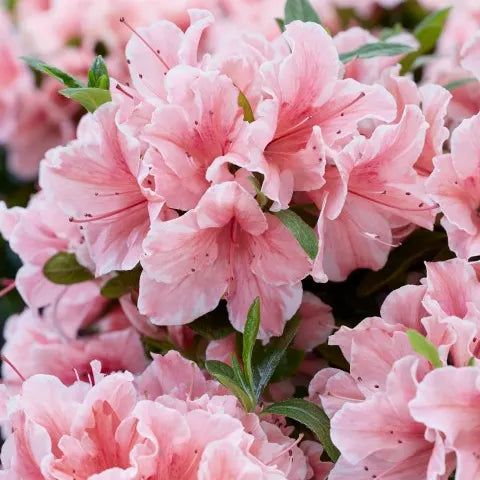 Rhododendron (Rhododendron ENCORE® Sunburst) - Rhododendron