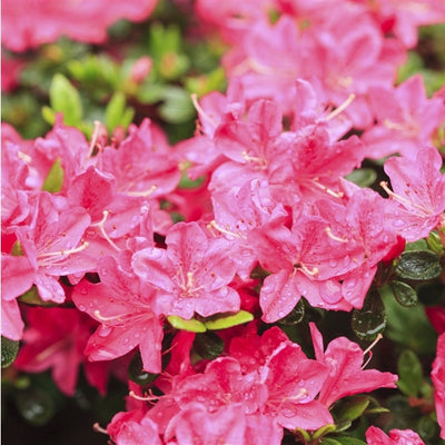 Rhododendron (Rhododendron (AJ) 'Anouk' )