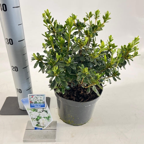 Rhododendron (Rhododendron (AJ) 'Hisako' ) - Rhododendron