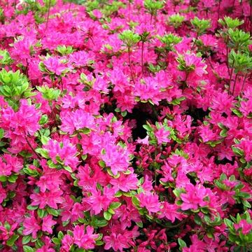 Rhododendron (Rhododendron (AJ) 'Kermesina' )