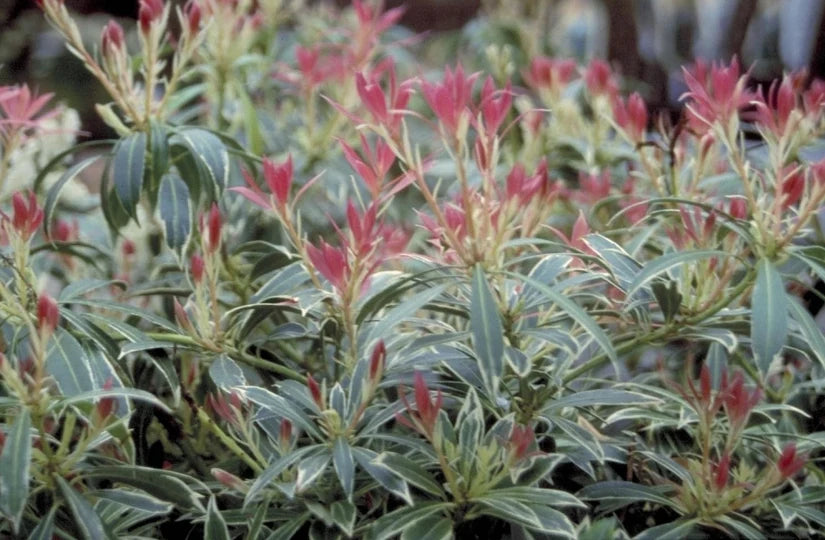 Rotsheide (Pieris ‘Flaming Silver’) - Heesters
