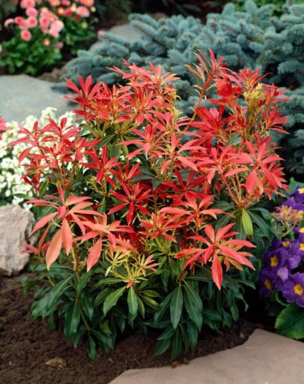 Rotsheide (Pieris ‘Forest Flame’) - Heesters