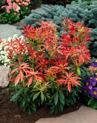 Rotsheide (Pieris ‘Forest Flame’)