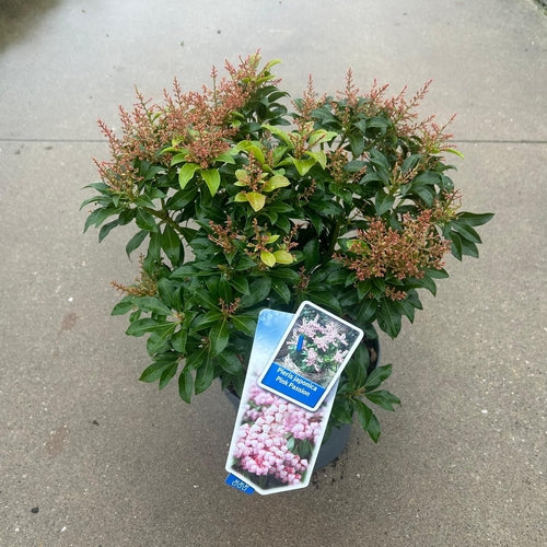 Rotsheide (Pieris jap. Pink Passion ) - Heesters