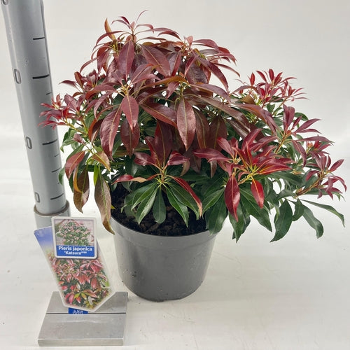 Rotsheide (Pieris jap. ‘Katsura’ PBR) - Heesters
