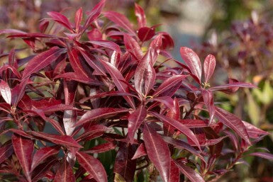 Rotsheide (Pieris jap. ‘Katsura’ PBR)