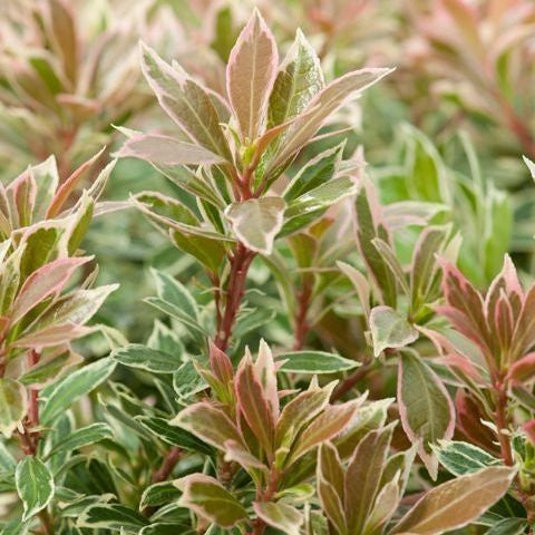 Rotsheide (Pieris jap. ‘Little Frosty’ PBR) - Heesters