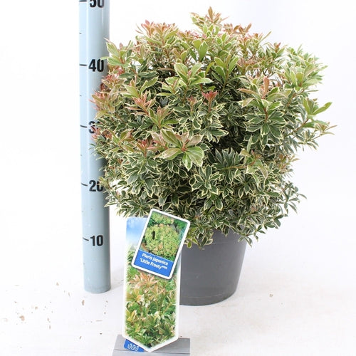 Rotsheide (Pieris jap. ‘Little Frosty’ PBR) - Heesters