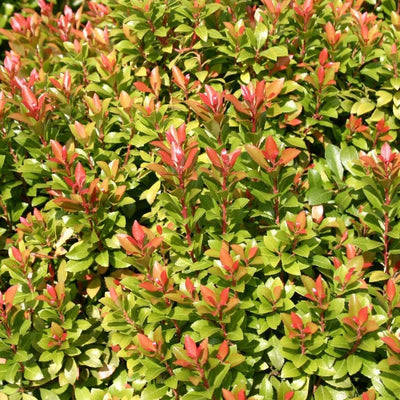 Rotsheide (Pieris jap. ‘Little Heath Green’)