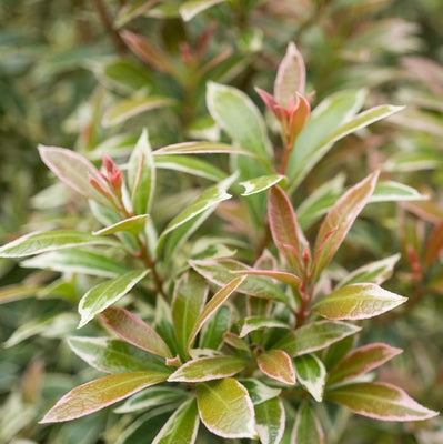 Rotsheide (Pieris jap. ‘Little Heath’)