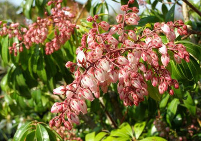 Rotsheide (Pieris jap. 'Rosalinda')