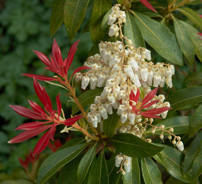Rotsheide (Pieris jap. 'Sangria')