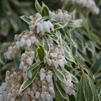 Rotsheide (Pieris jap. ‘Variegata’)