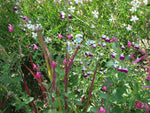 Salie (Salvia microphylla 'Ametyst Lips')