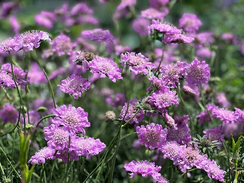 Muurpeper (Scabiosa columbaria ‘Pink Mist') - Tuinplanten