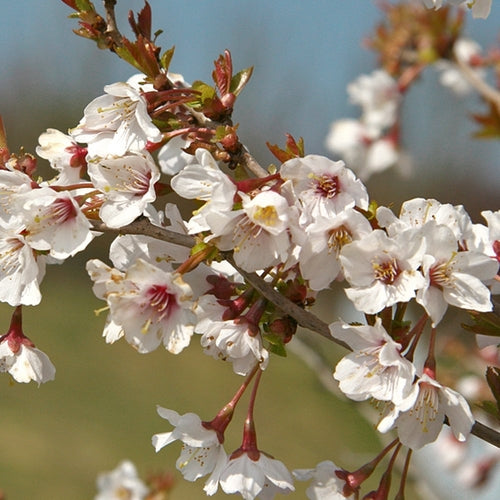 Sierkers (Prunus incisa 'Kojou-no-mai') - Heesters
