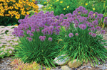 Sierui (Allium 'Millenium') - Tuinplanten