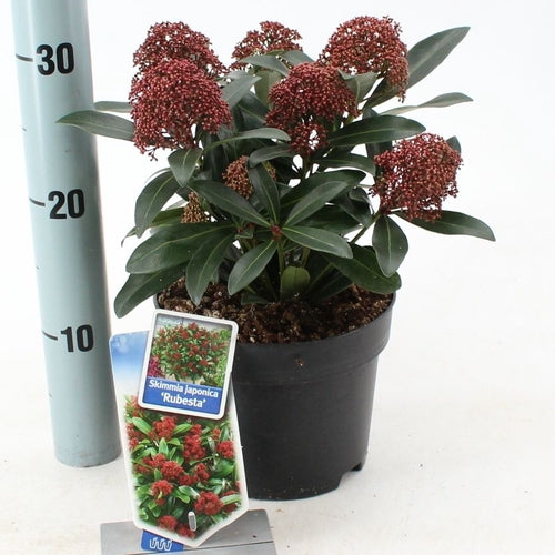 Skimmia (Skimmia jap. 'Rubella') - Heesters