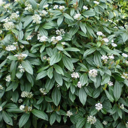Sneeuwbal (Viburnum davidii) - Viburnum